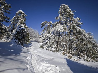 Bulgaristan 'ın Sofya Şehir Bölgesi, Vitosha Dağı' nın İnanılmaz Kış manzarası