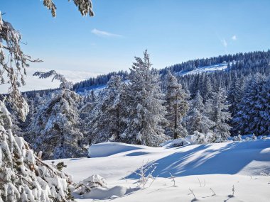 Bulgaristan 'ın Sofya Şehir Bölgesi, Vitosha Dağı' nın İnanılmaz Kış manzarası