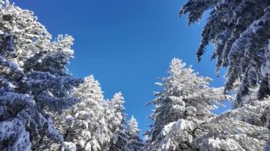 Bulgaristan 'ın Sofya Şehir Bölgesi, Vitosha Dağı' nın İnanılmaz Kış manzarası
