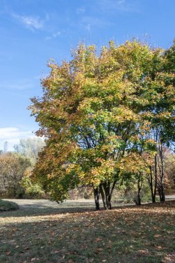 Bulgaristan 'ın Sofya kentindeki South Park' ın Muhteşem Sonbahar Manzarası