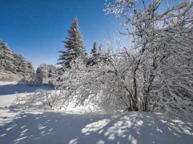 Amazing Winter Panorama of Vitosha Mountain, Sofia City Region, Bulgaria clipart