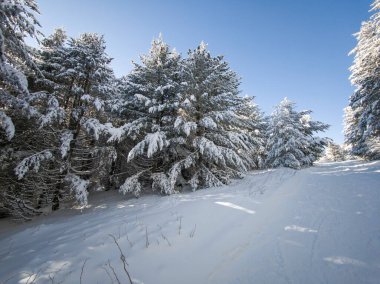 Bulgaristan 'ın Sofya Şehir Bölgesi, Vitosha Dağı' nın İnanılmaz Kış Panoraması