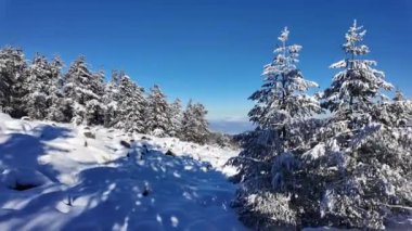 Bulgaristan 'ın Sofya Şehir Bölgesi, Vitosha Dağı' nın İnanılmaz Kış manzarası