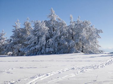 Bulgaristan 'ın Sofya Şehir Bölgesi, Vitosha Dağı' nın İnanılmaz Kış manzarası