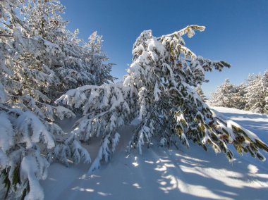 Bulgaristan 'ın Sofya Şehir Bölgesi, Vitosha Dağı' nın İnanılmaz Kış manzarası