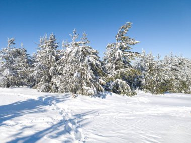 Bulgaristan 'ın Sofya Şehir Bölgesi, Vitosha Dağı' nın İnanılmaz Kış manzarası