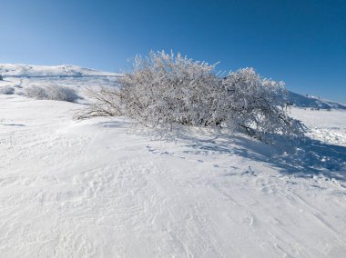Bulgaristan 'ın Sofya Şehir Bölgesi, Vitosha Dağı' nın İnanılmaz Kış manzarası
