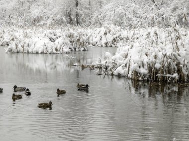Bulgaristan 'ın Sofya kentindeki South Park' ın şaşırtıcı kış manzarası