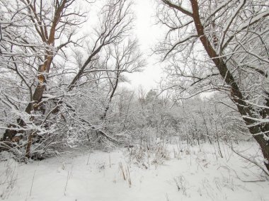 Bulgaristan 'ın Sofya kentindeki South Park' ın şaşırtıcı kış manzarası