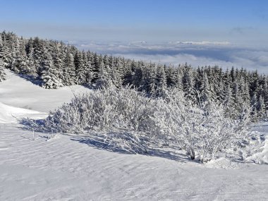 Bulgaristan 'ın Sofya Şehir Bölgesi, Vitosha Dağı' nın İnanılmaz Kış manzarası