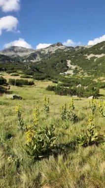 Bulgaristan 'ın Pirin Dağı' ndaki Banderitsa Nehri yakınlarındaki inanılmaz manzara