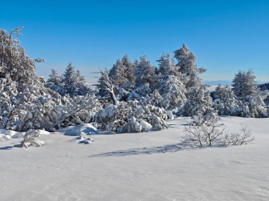 Bulgaristan 'ın Sofya Şehir Bölgesi, Vitosha Dağı' nın İnanılmaz Kış manzarası