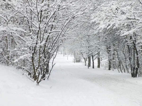 Bulgaristan 'ın Sofya kentindeki South Park' ın şaşırtıcı kış manzarası