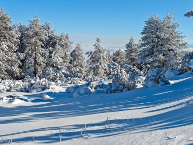 Bulgaristan 'ın Sofya Şehir Bölgesi, Vitosha Dağı' nın İnanılmaz Kış manzarası