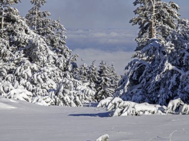 Bulgaristan 'ın Sofya Şehir Bölgesi, Vitosha Dağı' nın İnanılmaz Kış manzarası