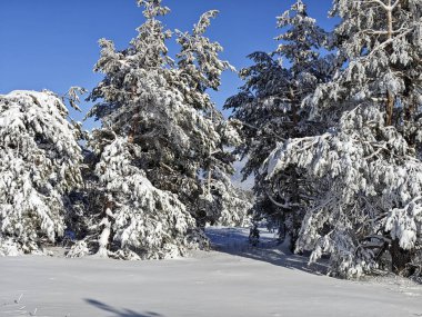 Bulgaristan 'ın Sofya Şehir Bölgesi, Vitosha Dağı' nın İnanılmaz Kış manzarası