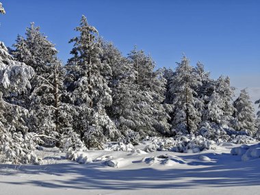 Bulgaristan 'ın Sofya Şehir Bölgesi, Vitosha Dağı' nın İnanılmaz Kış manzarası
