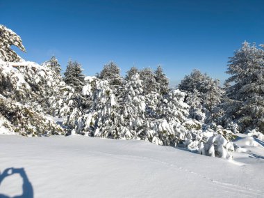 Bulgaristan 'ın Sofya Şehir Bölgesi, Vitosha Dağı' nın İnanılmaz Kış manzarası