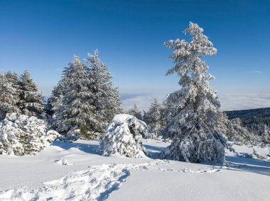 Bulgaristan 'ın Sofya Şehir Bölgesi, Vitosha Dağı' nın İnanılmaz Kış manzarası