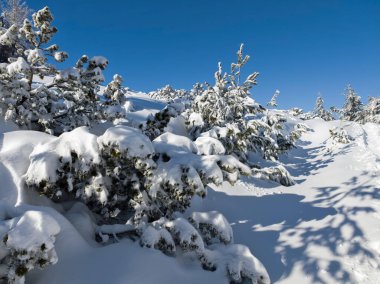 Bulgaristan 'ın Sofya Şehir Bölgesi, Vitosha Dağı' nın İnanılmaz Kış manzarası
