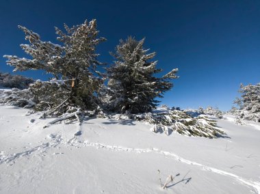Bulgaristan 'ın Sofya Şehir Bölgesi, Vitosha Dağı' nın İnanılmaz Kış manzarası