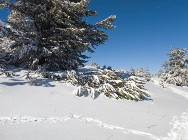 Bulgaristan 'ın Sofya Şehir Bölgesi, Vitosha Dağı' nın İnanılmaz Kış manzarası