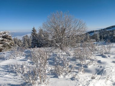 Bulgaristan 'ın Sofya Şehir Bölgesi, Vitosha Dağı' nın İnanılmaz Kış manzarası