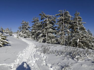 Bulgaristan 'ın Sofya Şehir Bölgesi, Vitosha Dağı' nın İnanılmaz Kış manzarası