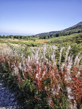 Bulgaristan 'ın Vitosha Dağı' nın şaşırtıcı sonbahar manzarası