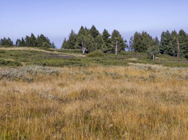 Bulgaristan 'ın Vitosha Dağı' nın şaşırtıcı sonbahar manzarası
