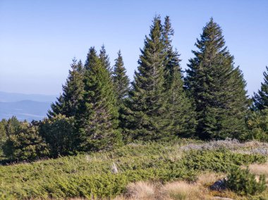Bulgaristan 'ın Vitosha Dağı' nın şaşırtıcı sonbahar manzarası