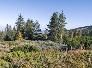 Bulgaristan 'ın Vitosha Dağı' nın şaşırtıcı sonbahar manzarası
