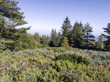 Bulgaristan 'ın Vitosha Dağı' nın şaşırtıcı sonbahar manzarası