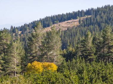 Bulgaristan 'ın Vitosha Dağı' nın şaşırtıcı sonbahar manzarası