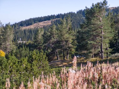Bulgaristan 'ın Vitosha Dağı' nın şaşırtıcı sonbahar manzarası