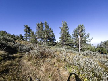 Bulgaristan 'ın Vitosha Dağı' nın şaşırtıcı sonbahar manzarası