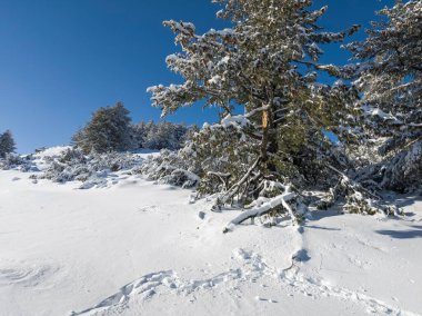 Bulgaristan 'ın Sofya Şehir Bölgesi, Vitosha Dağı' nın İnanılmaz Kış Panoraması