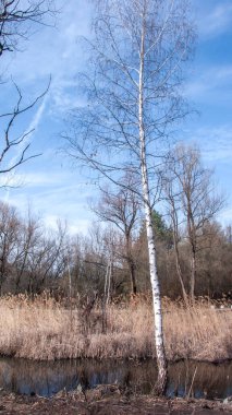 Bulgaristan 'ın Sofya kentindeki South Park' ın bahar manzarası