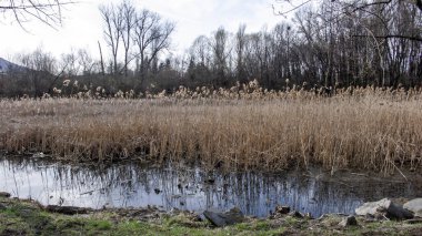 Bulgaristan 'ın Sofya kentindeki South Park' ın bahar manzarası