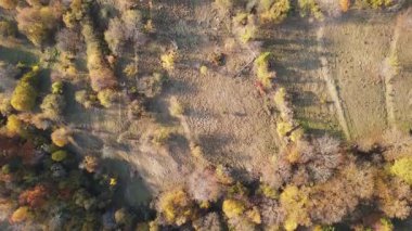 Bulgaristan 'ın Filibe Bölgesi Borovo kasabası yakınlarındaki Rodop dağının şaşırtıcı sonbahar manzarası