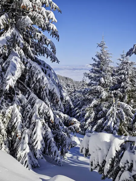 Bulgaristan 'ın Sofya Şehir Bölgesi, Vitosha Dağı' nın İnanılmaz Kış Panoraması