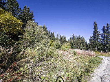 Bulgaristan 'ın Vitosha Dağı' nın şaşırtıcı sonbahar manzarası