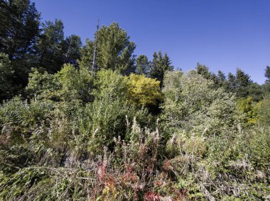 Bulgaristan 'ın Vitosha Dağı' nın şaşırtıcı sonbahar manzarası