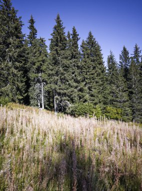 Bulgaristan 'ın Vitosha Dağı' nın şaşırtıcı sonbahar manzarası