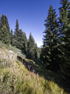 Bulgaristan 'ın Vitosha Dağı' nın şaşırtıcı sonbahar manzarası