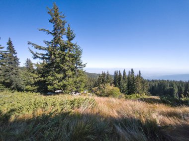Bulgaristan 'ın Vitosha Dağı' nın şaşırtıcı sonbahar manzarası
