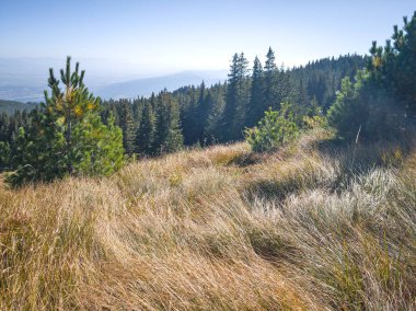 Bulgaristan 'ın Vitosha Dağı' nın şaşırtıcı sonbahar manzarası