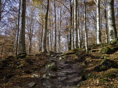 harika sonbahar manzarası, rila dağı, bulgaria