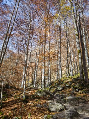 harika sonbahar manzarası, rila dağı, bulgaria