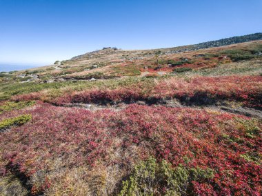 Bulgaristan 'ın Vitosha Dağı' nın şaşırtıcı sonbahar manzarası